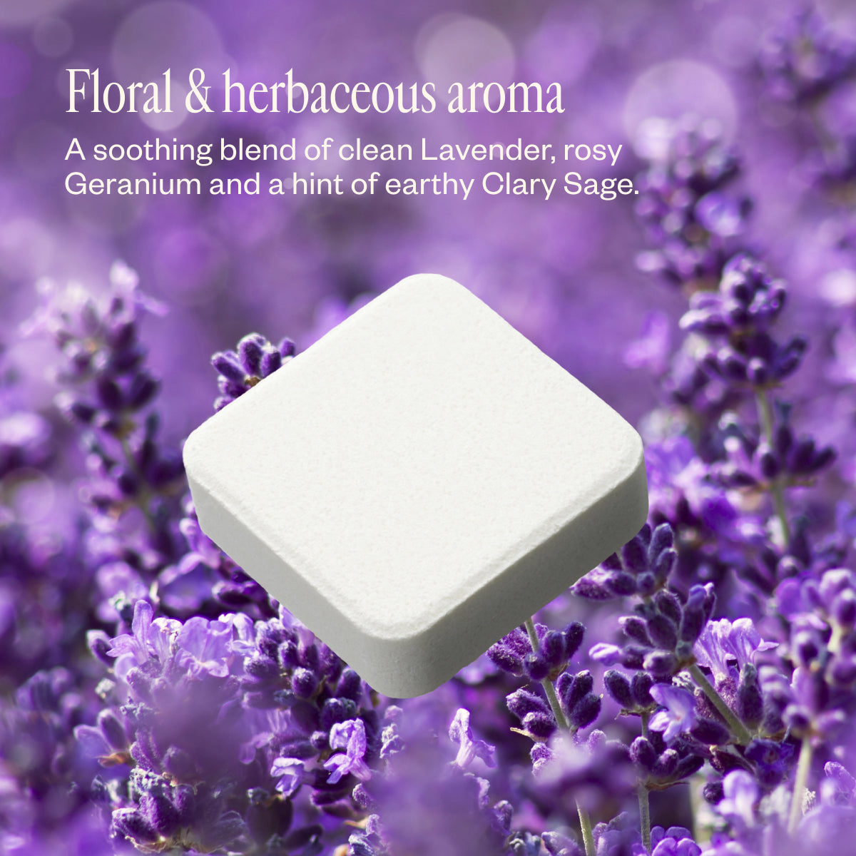 Lavender & Friends